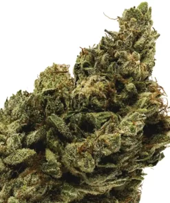 King Louis OG