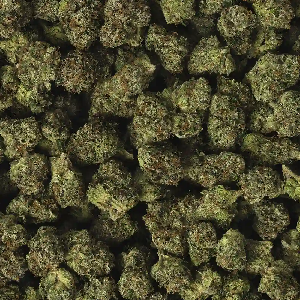 Buy Gelato #33 - Image 2