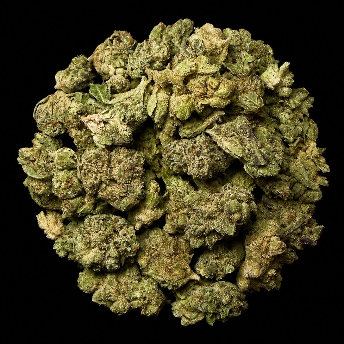 Buy Jealousy THCA Flower | Jealousy THCA Flower for sale | Jealousy THCA Flower delivery