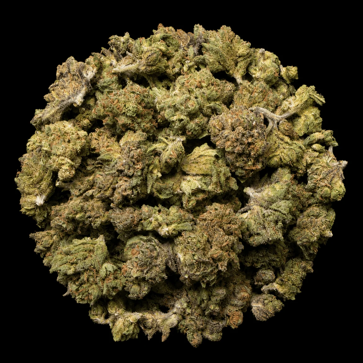 Buy Banana Cream Pie THCA Flower | Buy Banana Cream Pie THCA Flower for sale | Buy Banana Cream Pie THCA Flower delivery