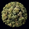 Buy Bubble Belts THCA Flower | Bubble Belts THCA Flower for sale | Bubble Belts THCA Flower delivery