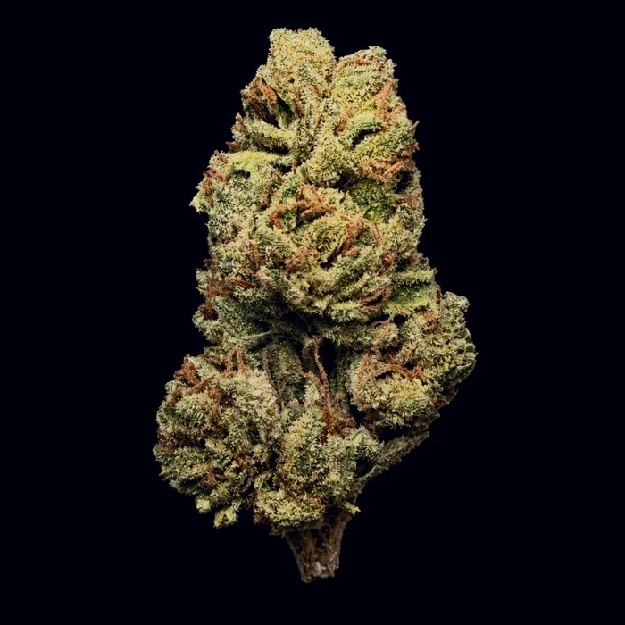 Buy Gush Mintz THCA Flower | Gush Mintz THCA Flower for sale | Gush Mintz THCA Flower delivery
